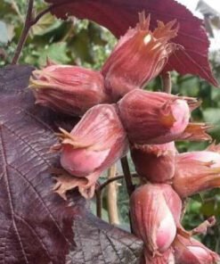 Corylus avellana Sirena