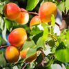 Orange Red apricot fruit tree 1