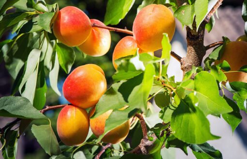 Orange Red apricot fruit tree 1