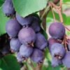 medlieva bluemoon lot amelanchier bluemoon ant kamieno 1