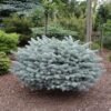 picea pungens glauca globosa 1