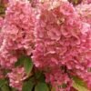 sluoteline hortenzija sundae fraise lot hydrangea paniculata rensun 1