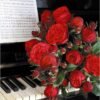 roze rosa piano 