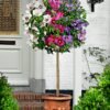 extra large tricolour hibiscus tree three colours on one tree 0e6