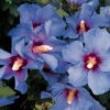 hibiscus syriacus oiseau bleu 1  063057500 1438 08012017