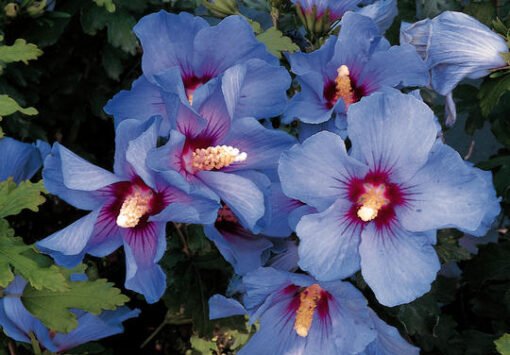 hibiscus syriacus oiseau bleu 1  063057500 1438 08012017