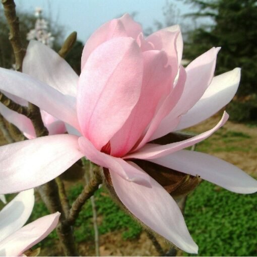 magnolia pink beauty circa 120 150cm 4 5ft acf