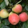 apple james grieve 1678727618 (1)