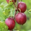 ribes uva crispa czerwony triumph