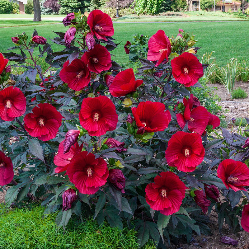 Hibiscus – egzotiškas grožis jūsų sode