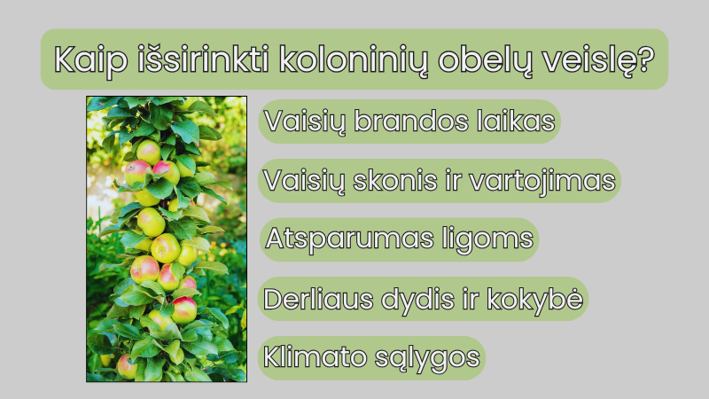 Kaip-išsirinkti-koloninių-obelų-veislę